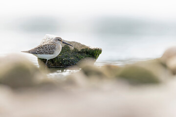 A first calendar year curlew sandpiper (Calidris ferruginea) foraging during fall migration at a lake.