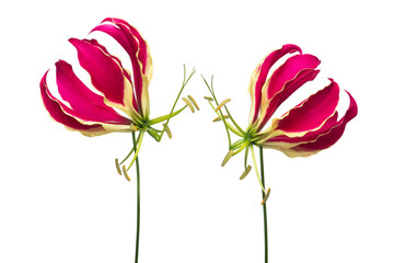 Two blooming gloriosa, glory lilies at a white background
