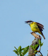 Pitangus sulphuratus (Bem-te-vi) humming