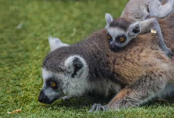 Ring tailed Lemur catta baby in a zoo