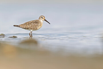 A first calendar year curlew sandpiper (Calidris ferruginea) foraging during fall migration at a lake.