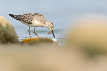 A first calendar year curlew sandpiper (Calidris ferruginea) foraging during fall migration at a lake.