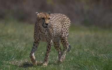 Cheetah the fastest animal on the planet