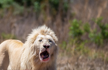 Fototapeta premium White lion rare portrait in South Africa