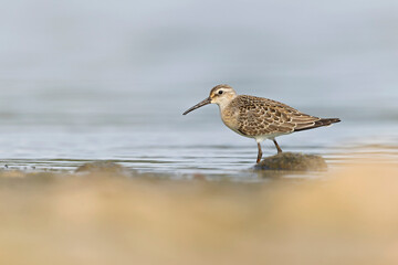 A first calendar year curlew sandpiper (Calidris ferruginea) foraging during fall migration at a lake.