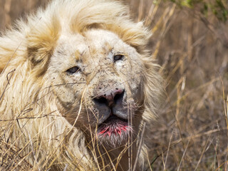 White lion rare portrait in South Africa