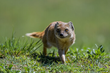 Yellow mongoose closeup portrait in kgalagadi