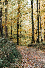 Jesień w lesie - obrazy, fototapety, plakaty