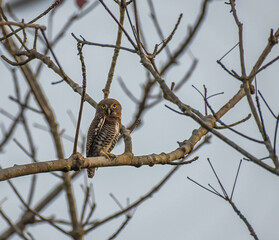 Periyar tiger reserve or national park during jeep safari in Kerala