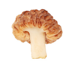One morel mushroom isolated on white background.