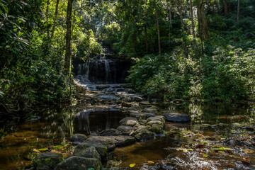 Tropical lush green rain forest of Kerala India - obrazy, fototapety, plakaty