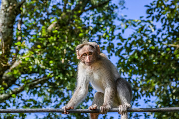 Periyar tiger reserve or national park during jeep safari in Kerala