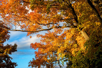 Letchworth State Park, NY.  A beautiful Autumn day in October in Upstate NY.  Autumn colors are very vibrant in the morning light.