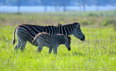 African zebra grazing in savannah
