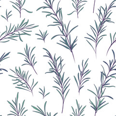 Vector seamless pattern with illustration of rosemary isolated on white. For fabric design, textile, essential oil design, wrapping paper decoration.