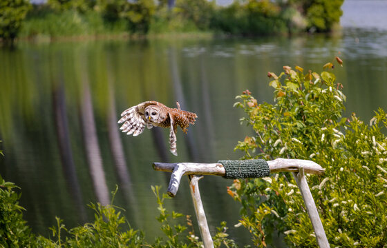 Barred Owl Flying Off A Perch At A Bird Show In Georgia.