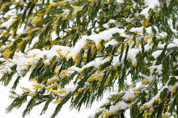 Delicate mimosa flowers on a bush covered with melting snow after a snowfall.