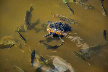 Fototapeta premium Pond Slider turtles swimming with fish in a pond in Pine Mountain Georgia.