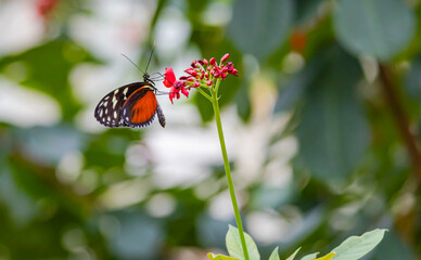 Longwing exotic butterfly pollinating flowers at a butterfly park in Pine Mountain Georgia.