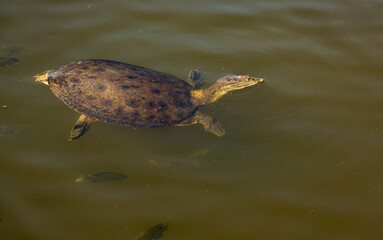 Obraz premium Florida Soft Shelled turtle swimming in a pond in Pine Mountain Georgia.