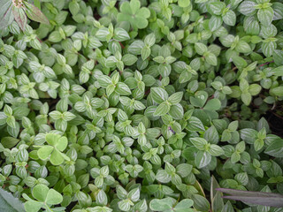 background of greenery growing in the rainy season