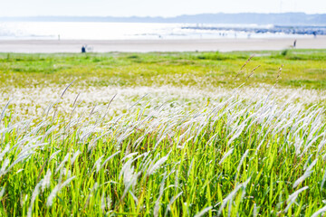 Obraz premium 草地 が広がる 草原 【 はらっぱ の イメージ 】