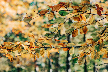Jesienne liście na drzewie