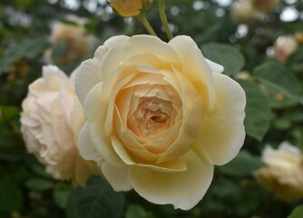 yellow rose in garden
