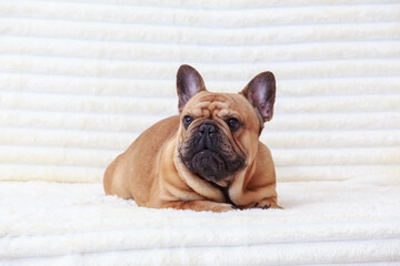 dog breed french bulldog
