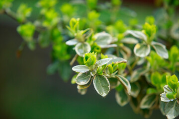Beautiful derain background