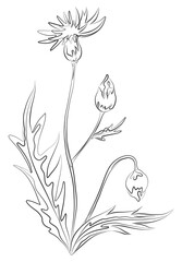 Hand drawn continuous line drawing cornflower flower with leaves and buds. Minimalist prints. Botanical art.