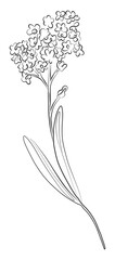 Hand drawn line drawing sage flower with leaves. Minimalist prints. Botanical art. Floral png.