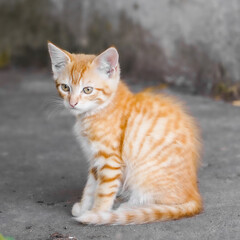 Petit chaton roux adorable