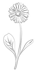 Botanical art. Hand drawn continuous line drawing flower with leaves.