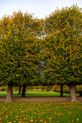 Naklejka premium Copenhagen, Denmark The King's Garden, Kongens Have, in the fall.
