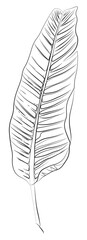 Botanical art. Hand drawn continuous line drawing of exotic leaf. Minimalist prints. Herb png.