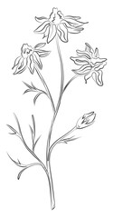 Line drawing echinacea flower with buds, black sketch. Plant with leaves one line illustration. Minimalist prints. Herb png.