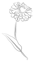Line drawing flower. Plant with leaves one line illustration. Minimalist black sketch prints. Herb png.