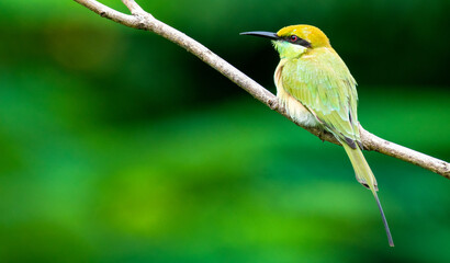 Green bee eater bird perched on a branch