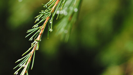 Fir needles with dew droplets