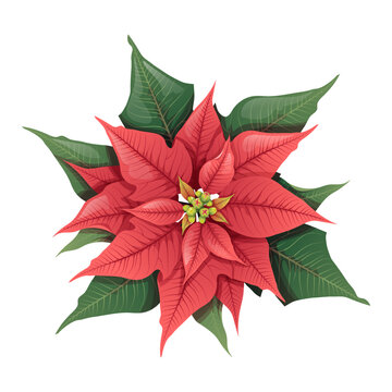 Christmas red poinsettia on an isolated background. Floral festive element for decoration. New Year s decor, festive mood. Vector holiday illustration