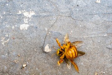 bumblebee, flying insect on the ground looking for food or water, yellow insect with wings
