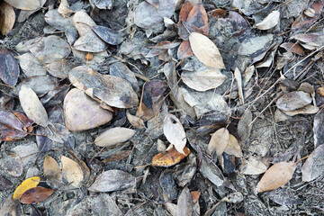 Colorful autumn abstract background of earth and leaves