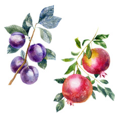 Watercolor illustration, set. Fruit. Plums on branches. Pomegranate.