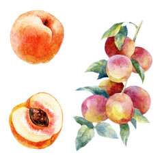 Watercolor illustration, set. Fruit. Peaches on the branches. - 538944683