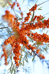 A branch of ripe sea buckthorn is like a palm tree against the sky