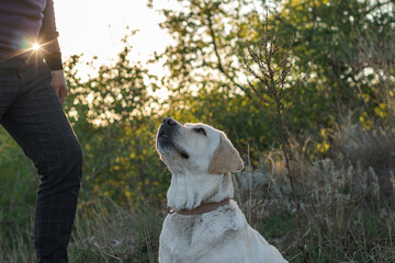 canadian labrador in the meadow. time of year spring or summer or autumn. sunset