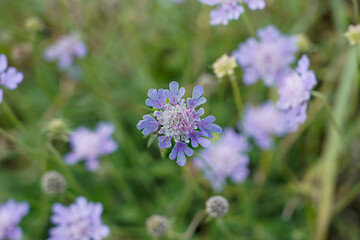 Petite fleur bleue des champs