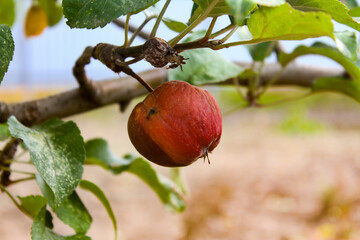 Rotten apple on a branch. Spoiled apple crop. Fruits infected with apple monilia fructigena.