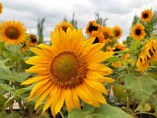 Sunflower or Helianthus annuus that planted in the garden is in bloom showing its bright yellow color